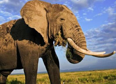 موجود غول پیکری که وزن آن 21برابر یک فیل است!، عکس