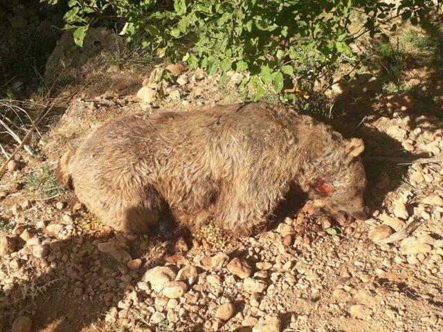 کشف لاشه یک قلاده خرس قهوه ای در کهگیلویه و بویراحمد کشف لاشه یک قلاده خرس قهوه ای در کهگیلویه و بویراحمد