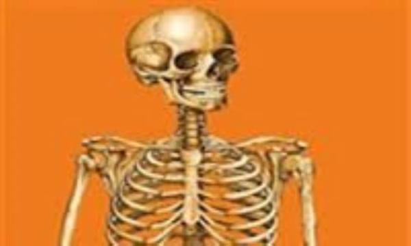 فهرست تمام استخوان های صاف در بدن انسان