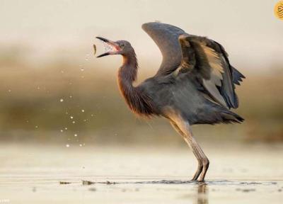 زیباترین تصاویر از پرندگان؛ برندگان مسابقه عکاسی ادوبان