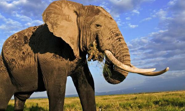 موجود غول پیکری که وزن آن 21برابر یک فیل است!، عکس